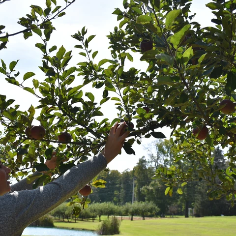 apple picking