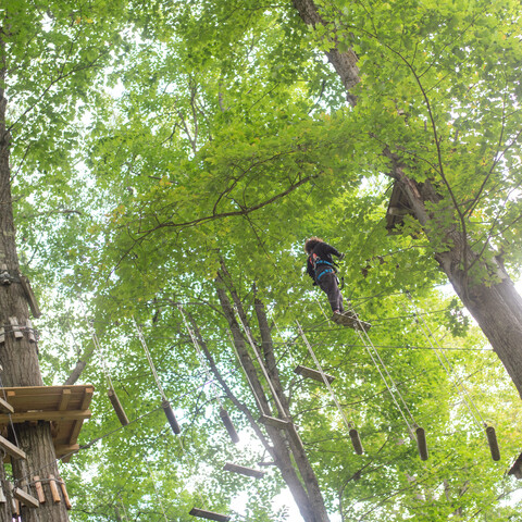 Exploring the treetops at Sky High