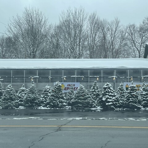 Christmas Trees at Miller's Farm Market