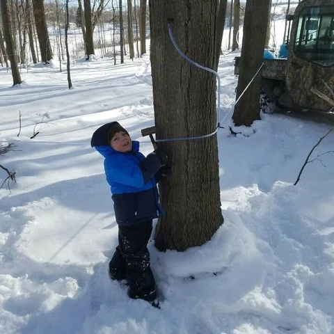 Kid helping with maple lines at Durow Farms