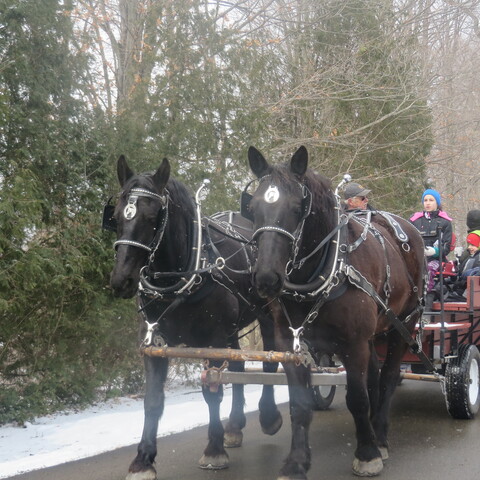 Wagon rides through the sugarbush at Maple Glen Sugar House (2015) - 3479