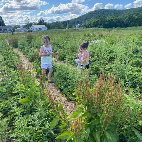 Girls picking strawberries in Great Valley, NY