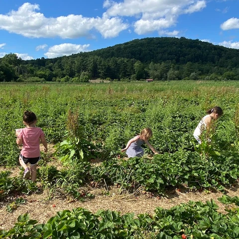 girls picking strawberries 