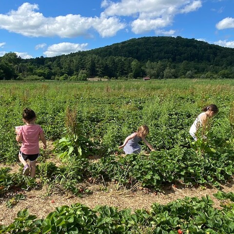 girls picking strawberries 