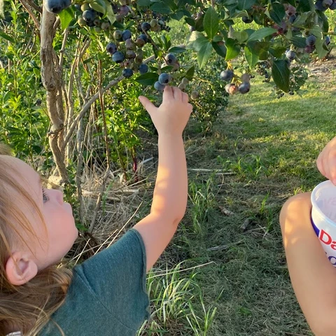 Girl picking blueberries in Great Valley, NY