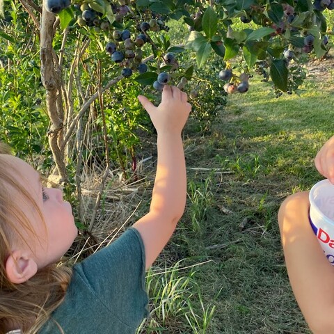Girl picking blueberries in Great Valley, NY