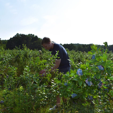 Picking Blueberries at Burdick Blueberries
