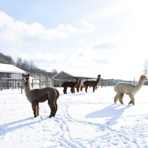Alpacas at Sugartown Farms