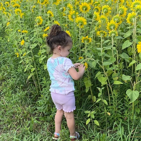 Little girl picking a Sunflower
