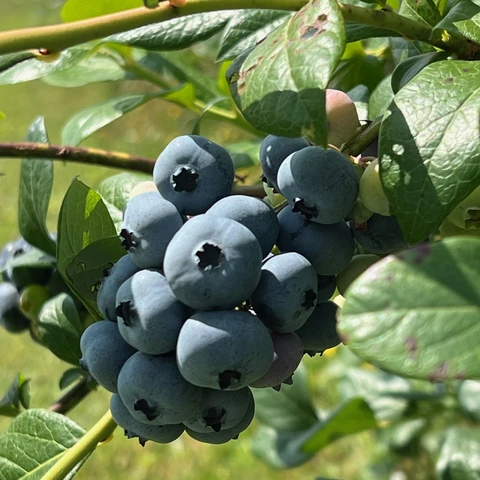Blueberries on a bush at Burdick