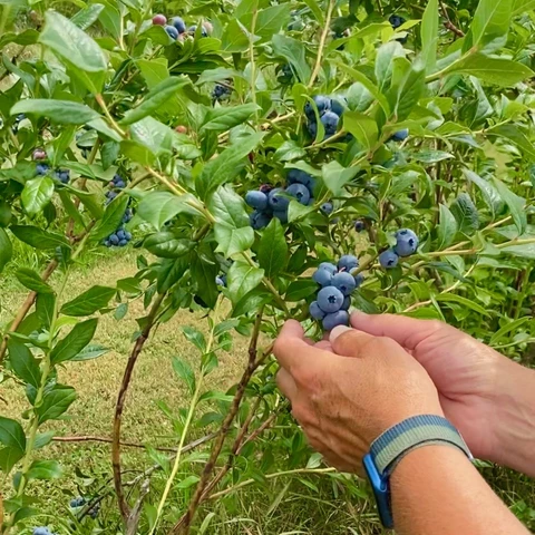Picking blueberries at Burdick