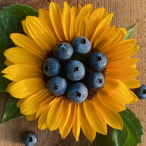 Blueberries in a Sunflower at Burdicks