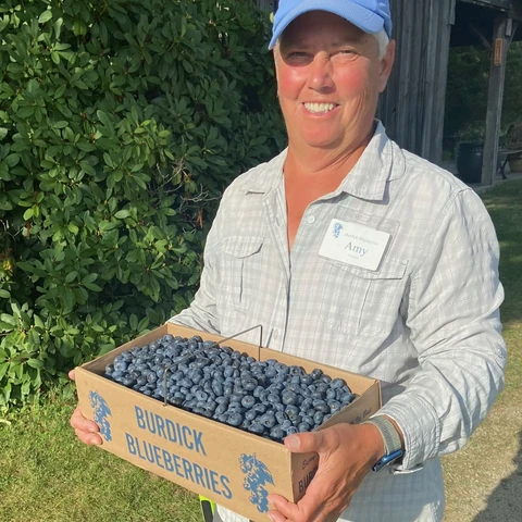 Blueberries picked at Burdick