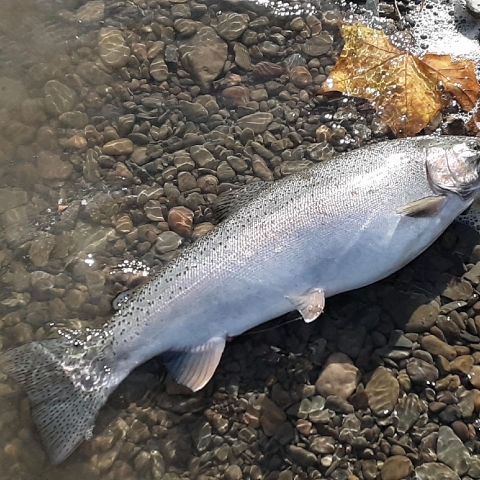 Fish caught during the Fishing Derby in Gowanda