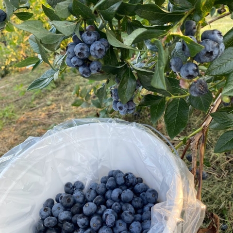 Blueberries picked in the Enchanted Mountains