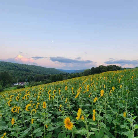 sunflower field