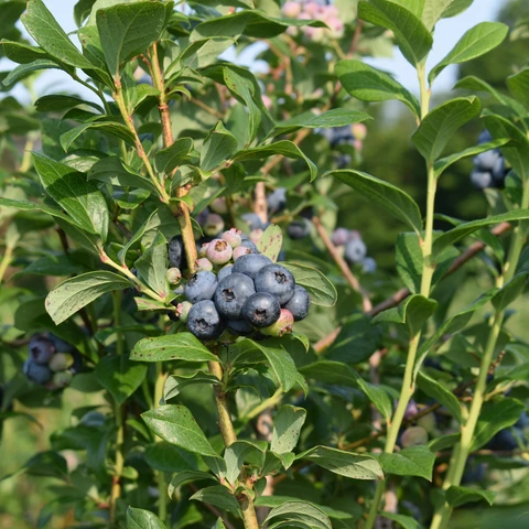 Blueberries at Burdicks 