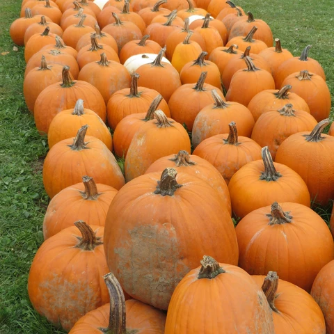 Pumpkins at Pumpkinville