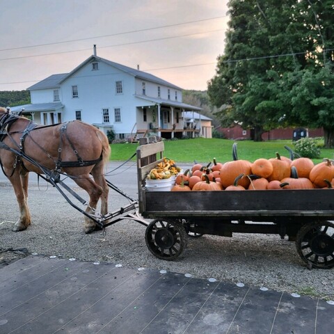 Amish Horse and Buggie with pumpkins