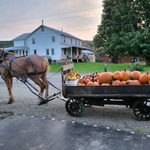 Amish Horse and Buggie with pumpkins