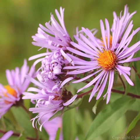 Jennifer Miller, flower photo at Pfeiffer Nature Center 