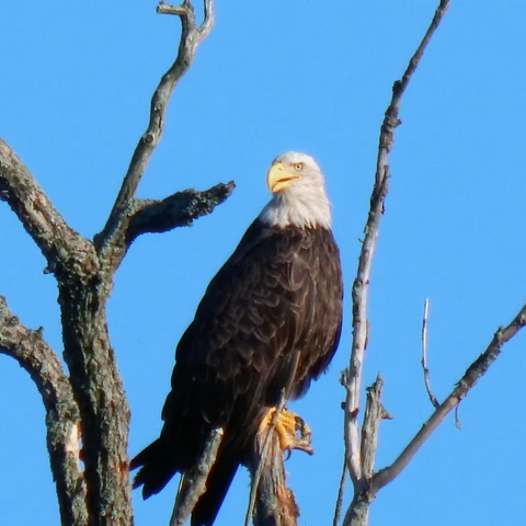 Eagle image