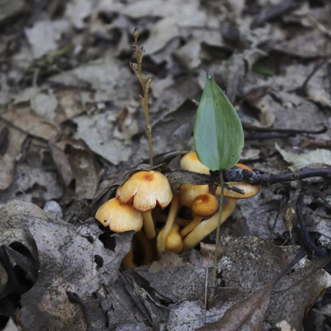 Mushrooms at Pfeiffer Nature Center