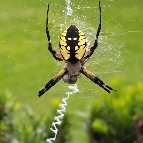 Spider at Pfeiffer Nature Center