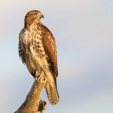 Hawk on a branch