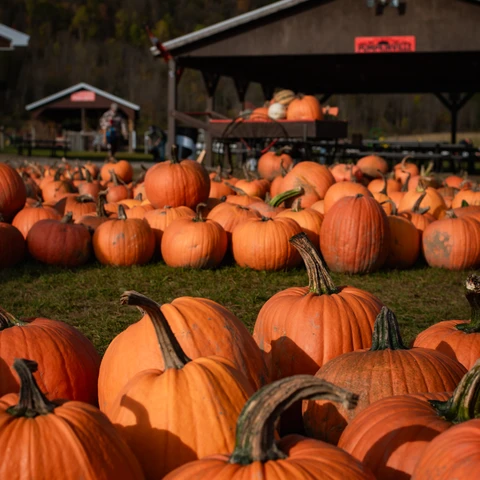 Pumpkins for sale at Pumpkinville