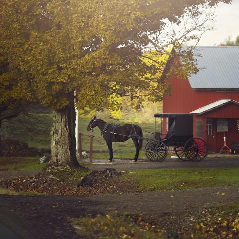 Horse and buggy on the Amish Trail